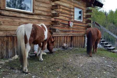 Hrimmi and Tyra graze up next to  the house